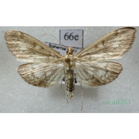 Anania lancealis (Denis & Schiffermüller, 1775) Przezierka lancetniczka Czech66e